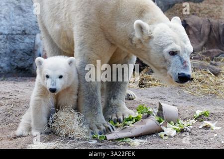Karlsruhe, Allemagne. 11 mars 2025. Le petit ours polaire mâle a été présenté aux médias pour la première fois et a reçu le nom Mika par le réalisateur Matthias Reinschmidt aujourd'hui. 03-11-2025 crédit : Michael Liebrecht/Alamy Live News Banque D'Images