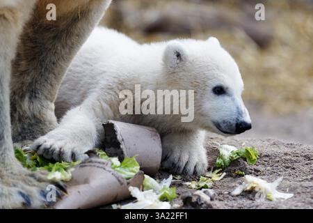 Karlsruhe, Allemagne. 11 mars 2025. Le petit ours polaire mâle a été présenté aux médias pour la première fois et a reçu le nom Mika par le réalisateur Matthias Reinschmidt aujourd'hui. 03-11-2025 crédit : Michael Liebrecht/Alamy Live News Banque D'Images