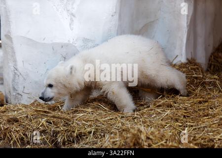 Karlsruhe, Allemagne. 11 mars 2025. Le petit ours polaire mâle a été présenté aux médias pour la première fois et a reçu le nom Mika par le réalisateur Matthias Reinschmidt aujourd'hui. 03-11-2025 crédit : Michael Liebrecht/Alamy Live News Banque D'Images