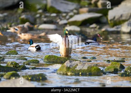 canard colvert battant des ailes dans l'eau Banque D'Images