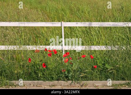 champ d'herbe, clôture en bois et coquelicots rouges (papaver rhoeas) Banque D'Images