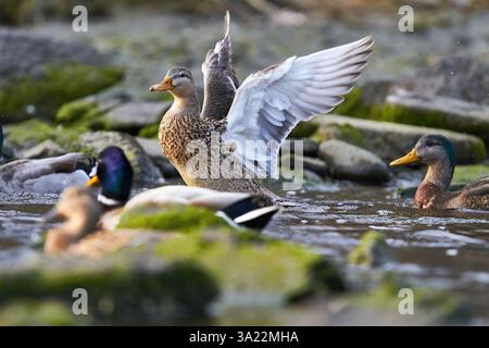 canard colvert battant des ailes dans l'eau Banque D'Images