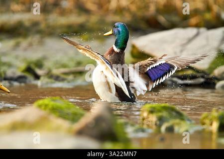 canard colvert battant des ailes dans l'eau Banque D'Images
