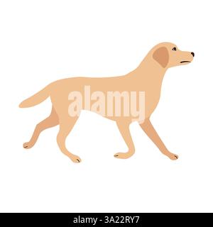 Vecteur plat Labrador retriever chien isolé sur fond blanc Illustration de Vecteur