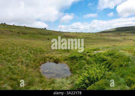 Les sources du Tarn dans le Parc National des Cévennes, près de la ville de Pont de Montvert - Sud Mont Lozère (sud de la France). Banque D'Images