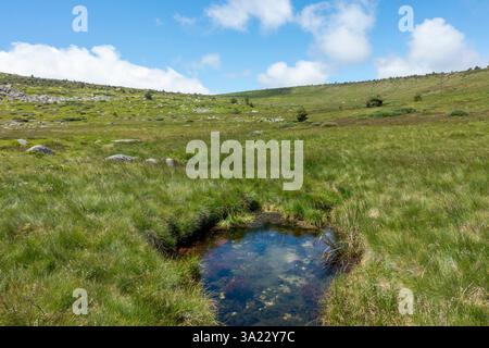 Les sources du Tarn dans le Parc National des Cévennes, près de la ville de Pont de Montvert - Sud Mont Lozère (sud de la France). Banque D'Images