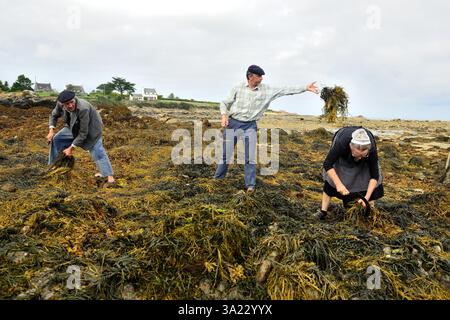 Plouguerneau (Bretagne, nord-ouest de la France) : 41ème édition de la 'Fête des goémoniers' célébrant les pêcheurs spécialisés dans la récolte des algues, à Banque D'Images