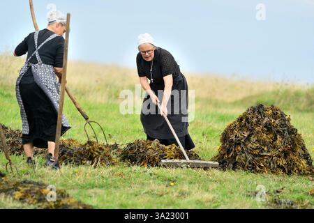 Plouguerneau (Bretagne, nord-ouest de la France) : 41ème édition de la 'Fête des goémoniers' célébrant les pêcheurs spécialisés dans la récolte des algues, à Banque D'Images