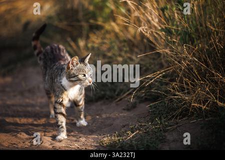 Chat tabby mignon à l'extérieur. Un chaton curieux marche sur un sentier de sable Banque D'Images