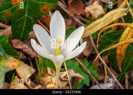 Fleurs blanches safran dans la forêt. Floraison printanière du safran. Banque D'Images