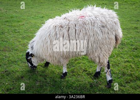 Un mouton pèle paisiblement sur un champ verdoyant, sa fourrure bouclée et minutieusement détaillée, ajoutant une texture unique à la scène pastorale sereine Banque D'Images