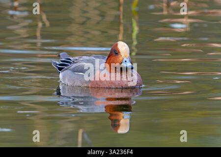 Wigeon eurasien / wigeon européen (Mareca Penelope) adulte mâle dabbling canard nageant dans l'étang à la fin de l'hiver / début du printemps Banque D'Images