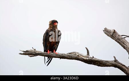 Aigle Bateleur perché sur un arbre mort Banque D'Images
