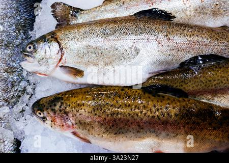 Poissons de truite crus frais dans le marché aux poissons. Banque D'Images