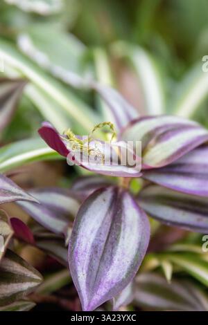 Le feuillage luxuriant présente des rayures violettes et vertes saisissantes dans un cadre de jardin, illuminé par le chaud soleil de midi. Cette plante vibrante lui ajoute de la beauté Banque D'Images