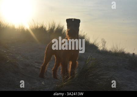 Bobby le Terrier irlandais jouant sur la plage Banque D'Images