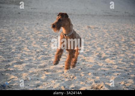 Bobby le Terrier irlandais jouant sur la plage Banque D'Images