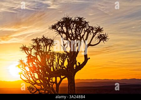 Arbre carquois au lever du soleil sur le bord du canyon, Fish River Canyon, Seeheim, Kharas, Namibie, Afrique Banque D'Images