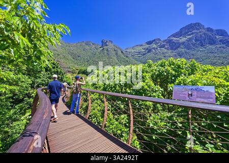 Touristes sur le Boomslang, Treetop Walk, jardin botanique, Kirstenbosch, Cape Town, Afrique du Sud, Afrique Banque D'Images
