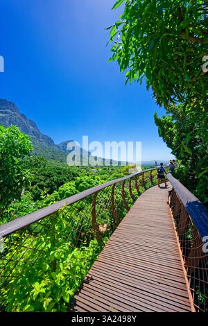 Touristes sur le Boomslang, Treetop Walk, jardin botanique, Kirstenbosch, Cape Town, Afrique du Sud, Afrique Banque D'Images