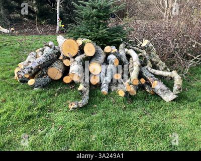 24 janvier, tempête Eowyn : dégâts causés par la tempête au Royal Botanic Garden, avec des arbres tombés récoltés sous forme de grumes, Édimbourg, Écosse, Royaume-Uni Banque D'Images