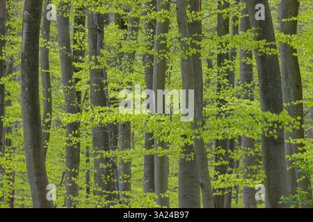 Hêtre européen, Fagus sylvatica, forêt de hêtres au printemps, Schleswig-Holstein, Allemagne Banque D'Images