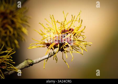 Hamamelis mollis délicats, fleurs en forme de fil en jaune et rouge de la noisette de sorcière chinoise début mars Banque D'Images