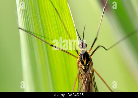 Les mouches grues ne sont pas des moustiques et se nourrissent de nectar de fleurs. Banque D'Images
