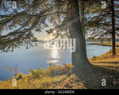 Une vue sur le lac avec un grand arbre avec des branches s'étendant au-dessus de l'eau calme, reflétant la lumière dorée du soleil. L'herbe et le feuillage encadrent le premier plan Banque D'Images