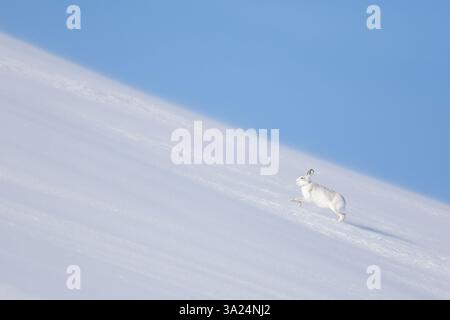 Lièvre de montagne, Lepus timidus, lièvre courant dans la neige, parc national de Cairngorms, Écosse, Europe Banque D'Images