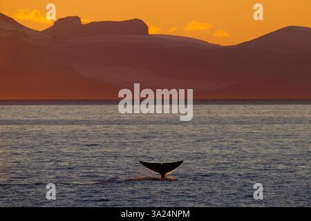 Baleine bleue, Balaenoptera musculus, montrant son douve, Svalbard, Norvège, Europe Banque D'Images
