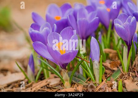 Fleurs mixtes de crocus hybrides dans le jardin du printemps. Banque D'Images