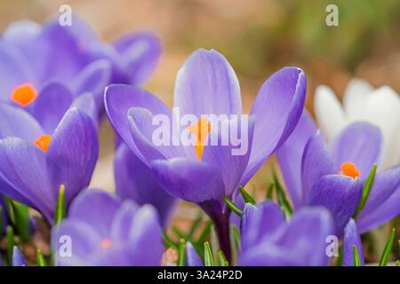 Fleurs mixtes de crocus hybrides dans le jardin du printemps. Banque D'Images