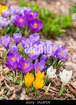 Fleurs mixtes de crocus hybrides dans le jardin du printemps. Banque D'Images