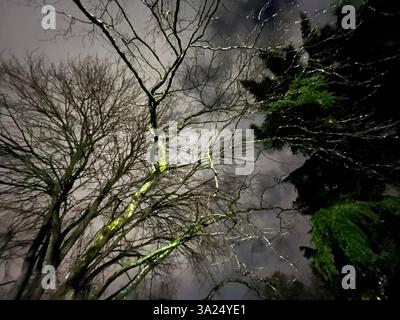 Branches d'arbres la nuit dans la nature. Banque D'Images