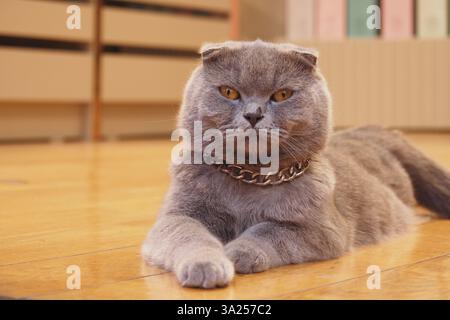Chat gris avec des oreilles distinctives salons à l'intérieur sur plancher en bois Banque D'Images