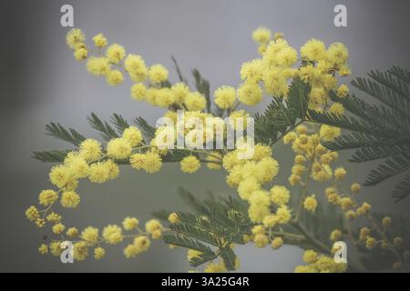 Gros plan de fleurs printanières jaunes mimosas. Mise au point sélective. Branche de mimosa avec des fleurs jaunes sur un fond gris. Début du printemps. Banque D'Images