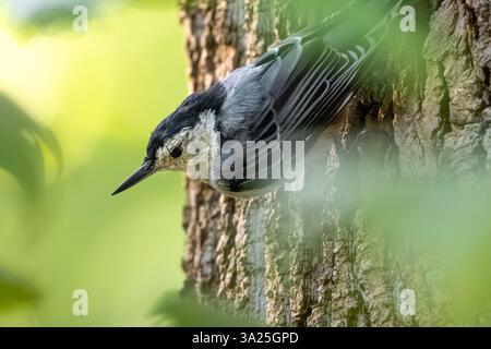 Écaille à poitrine blanche (Sitta carolinensis) accrochant l'écorce d'un tronc d'arbre au parc Meeks à Blairsville, en Géorgie. (ÉTATS-UNIS) Banque D'Images
