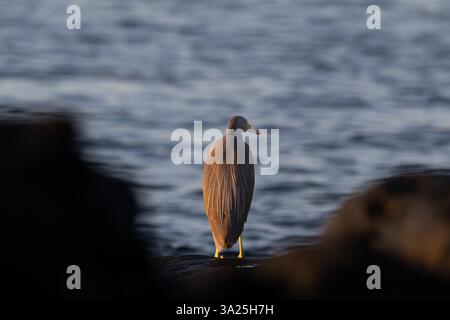 Une seule aigrette de récif oriental est perchée stratégiquement entre les rochers au bord de l'eau au lever du soleil en attendant que les poissons passent devant son lieu de chasse. Banque D'Images