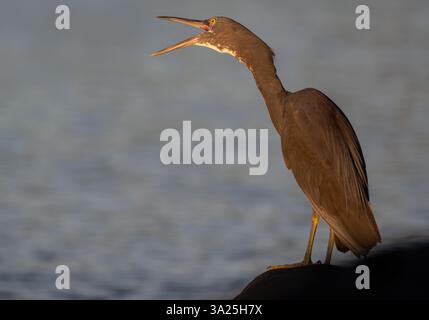 Peu de temps après avoir apprécié un repas de poisson, une aigrette orientale ou un héron se dresse au sommet d'un rocher de bord de mer avec bec ouvert essayant d'avaler complètement le poisson. Banque D'Images