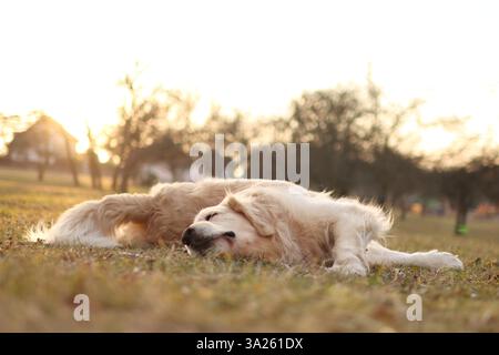 jeune golden retriever dans le parc au coucher du soleil. Le chien roule dans l'herbe. Banque D'Images