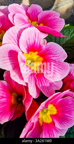 Macro de fleurs d'primula ou d'primula rose éclatantes Banque D'Images