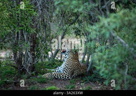 Un léopard, Panthera pardus, bâillant. Banque D'Images