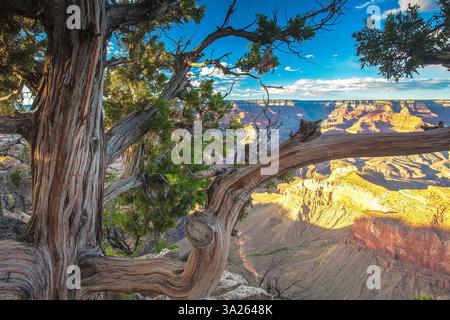 Une vue imprenable sur le Grand Canyon au coucher du soleil en Arizona en Amérique avec de belles couleurs - image de voyage Banque D'Images
