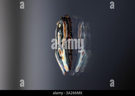Une grenouille peinte, Hyperolius marmoratus, assise sur un verre. Banque D'Images