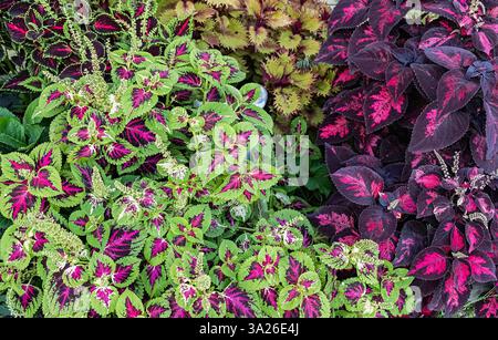 Un gros plan de feuilles de Coleus éclatantes aux couleurs violettes et vertes saisissantes. Banque D'Images