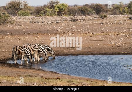 Quatre zèbres debout dans une rangée à Waterhole Drinking Water, Afrique Banque D'Images