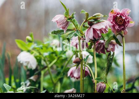 Helleborus orientalis Double Ellen Rouge Banque D'Images
