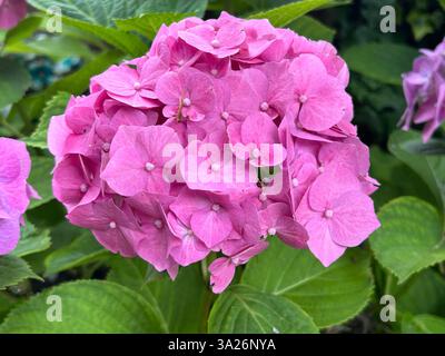 Hydrangea communément appelé hortensia, est un genre de plus de 70 espèces de plantes à fleurs originaires d'Asie et des Amériques Banque D'Images