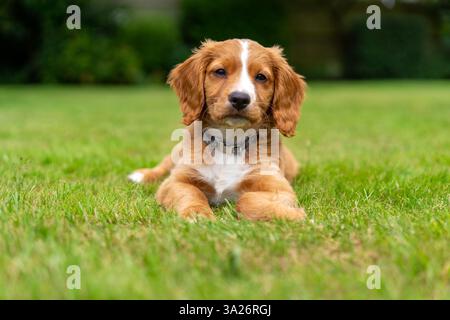 Hendrix, un chiot qui travaille avec un épagneul cocker dans un jardin ensoleillé Banque D'Images